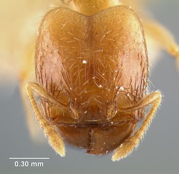 Media type: image; Entomology 20766